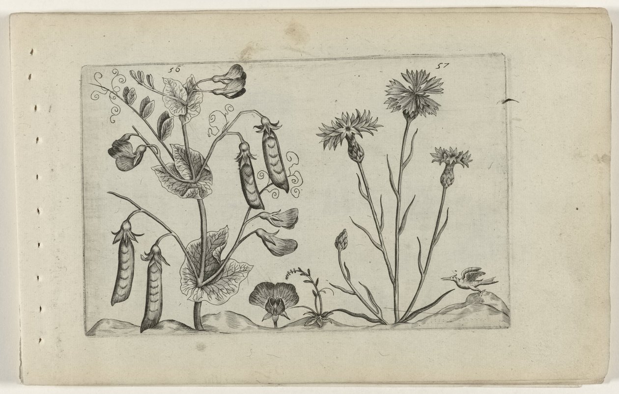 Erwt en korenbloem Tunne liljat (sarjan nimi) tekijältä Crispijn van de Passe (I) (attributed to)