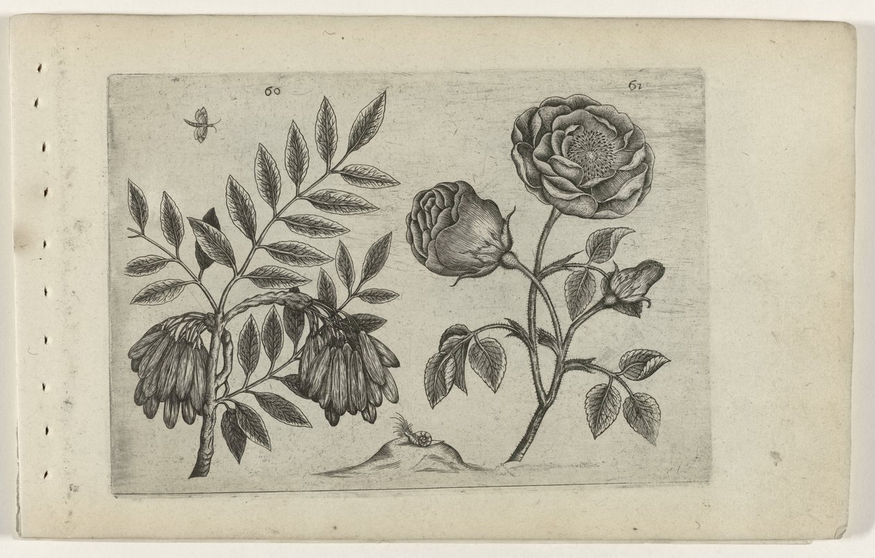 Olet en roos Tunne liljat (sarjan nimi) tekijältä Crispijn van de Passe (I) (attributed to)
