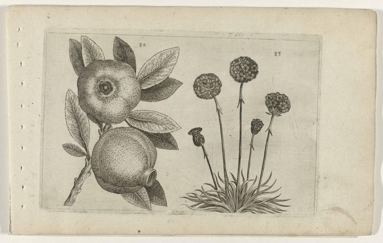 Granaatappel en Engels gras Tunne liljat (sarjan nimi) tekijältä Crispijn van de Passe (I) (attributed to)