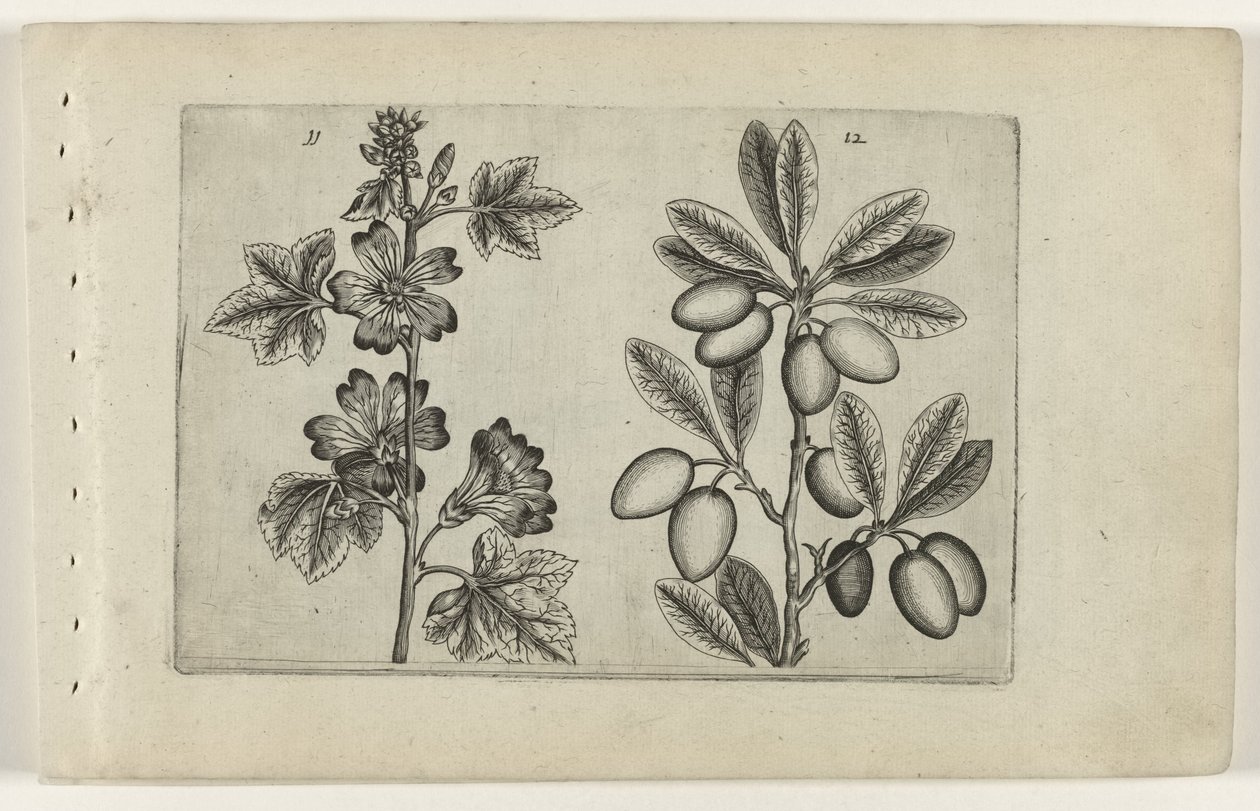 Suuri malva ja oliivipuu Cognoscite lilia (sarjan nimi) tekijältä Crispijn van de Passe (I) (attributed to)