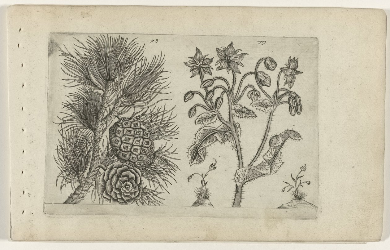 Grove den en bernagie Tunne liljat (sarjan nimi) tekijältä Crispijn van de Passe (I) (attributed to)