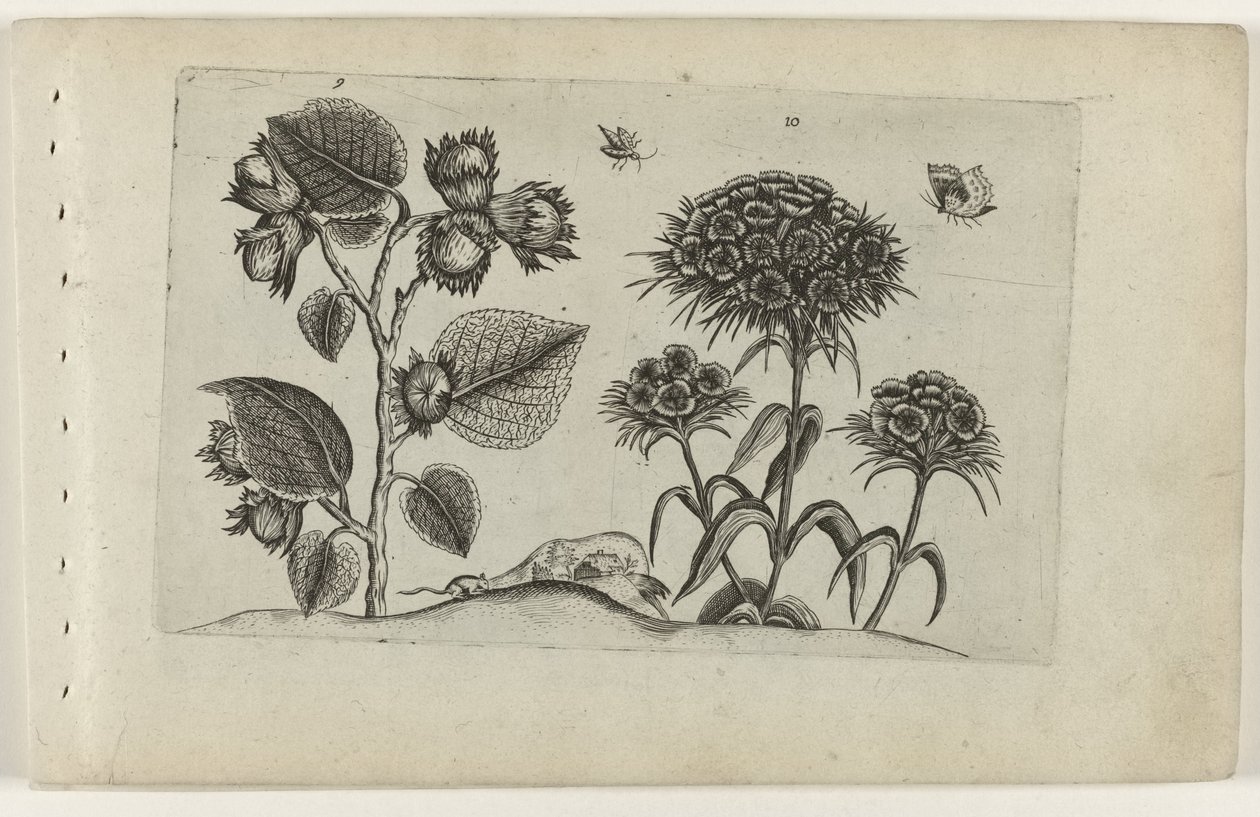 Hazel ja Sweet William Cognoscite lilia (sarjan nimi) tekijältä Crispijn van de Passe (I) (attributed to)