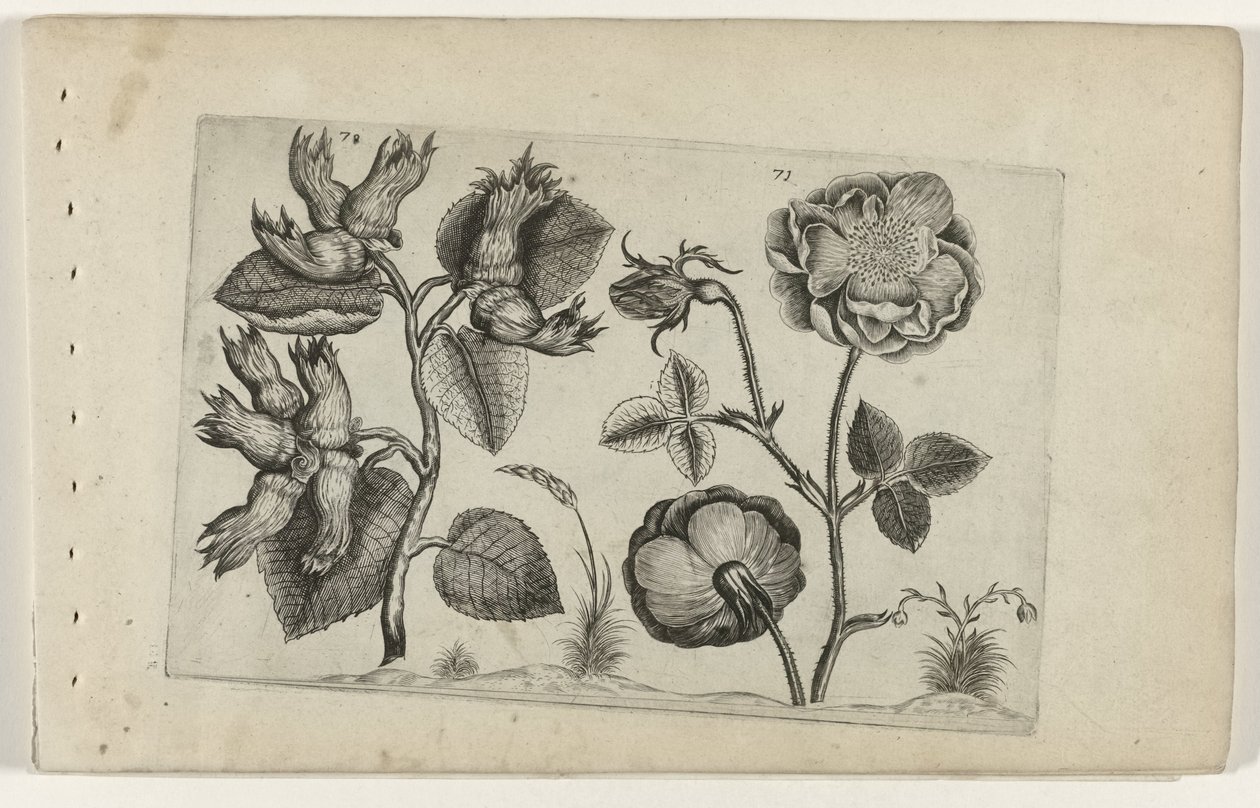 Hazelaar ruusuissa Cognoscite Lily (sarjan nimi) tekijältä Crispijn van de Passe (I) (attributed to)
