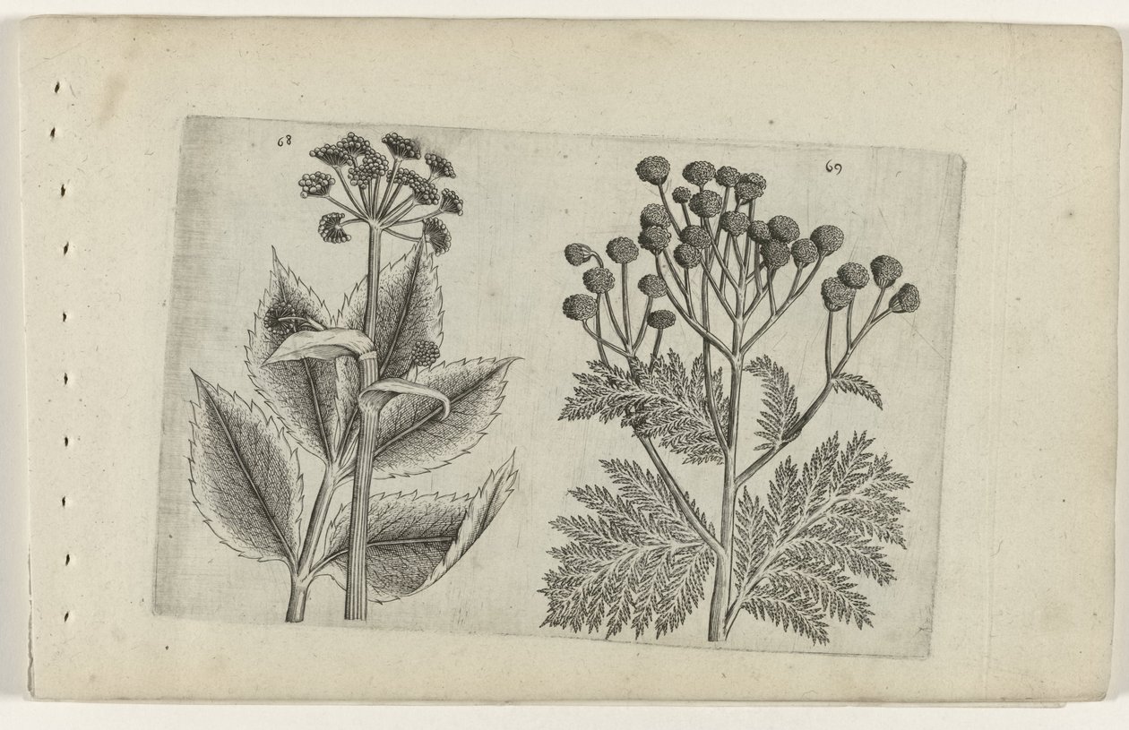 Hertswortel ja boerenwormkruid Tunne liljat (sarjan nimi) tekijältä Crispijn van de Passe (I) (attributed to)