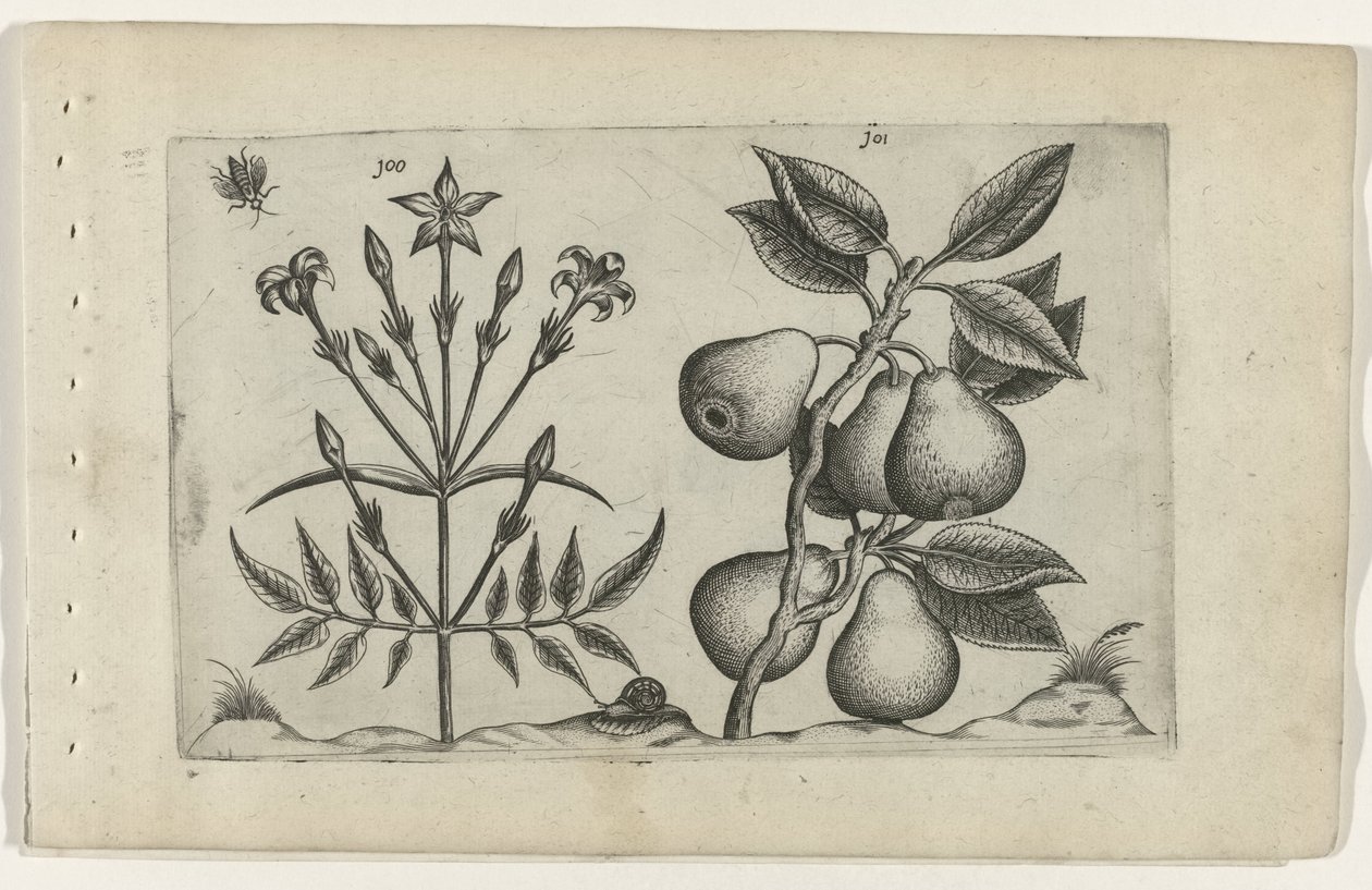Jasmiini ja päärynä Cognoscite lilia (sarjan nimi) tekijältä Crispijn van de Passe (I) (attributed to)