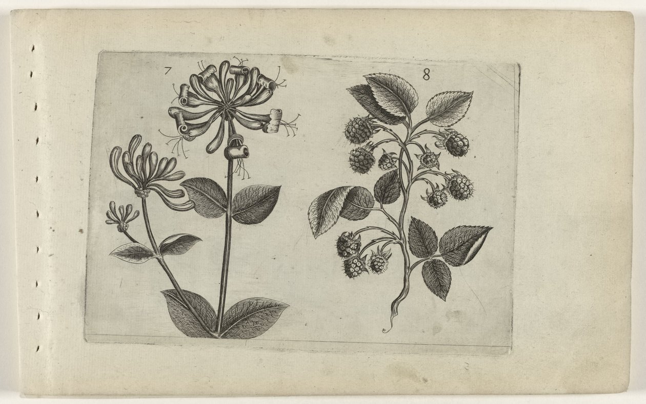 Kamperfoelie en framboos Tunne liljat (sarjan nimi) tekijältä Crispijn van de Passe (I) (attributed to)