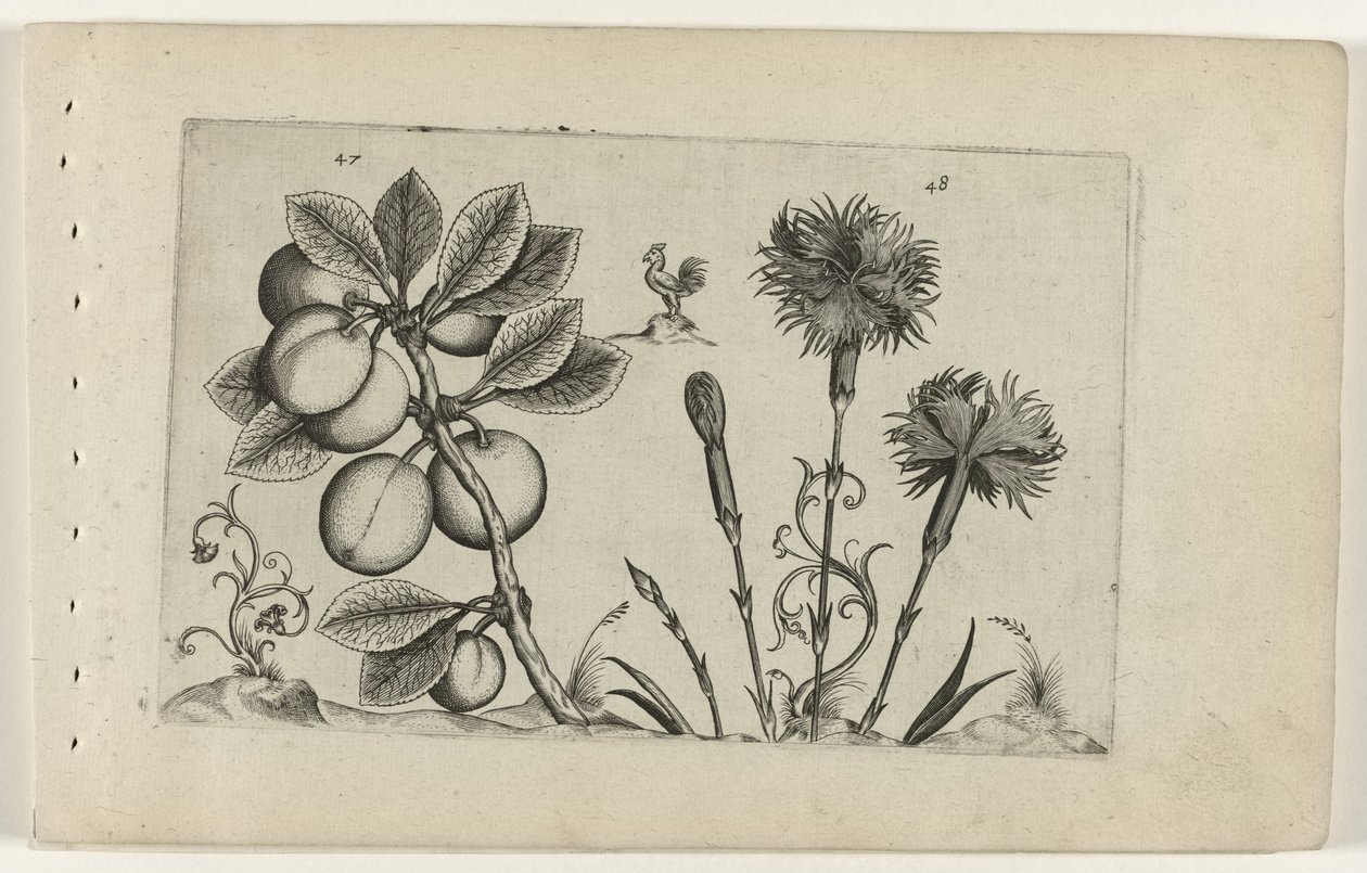 Kerspruit en tuinanjer Tunne liljat (sarjan nimi) tekijältä Crispijn van de Passe (I) (attributed to)