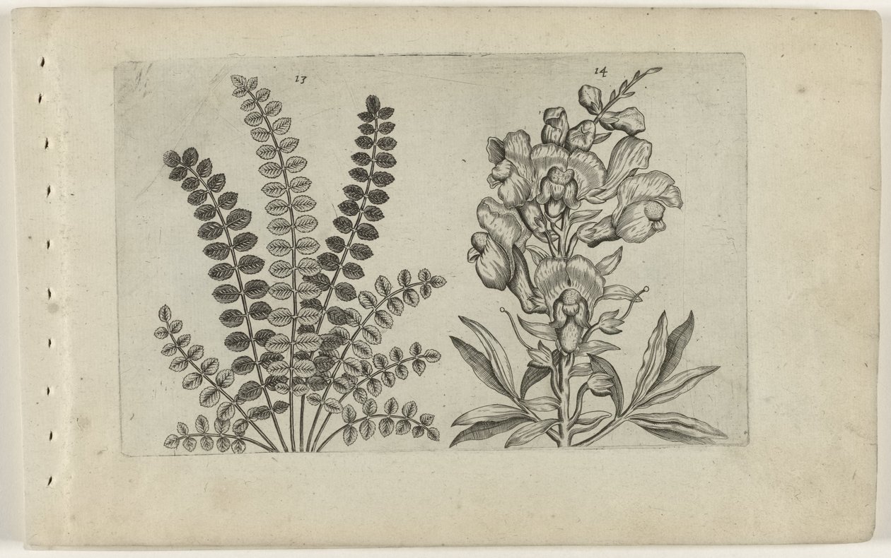 Pieni pimpernel ja iso snapper Cognoscite Lilia (sarjan nimi) tekijältä Crispijn van de Passe (I) (attributed to)