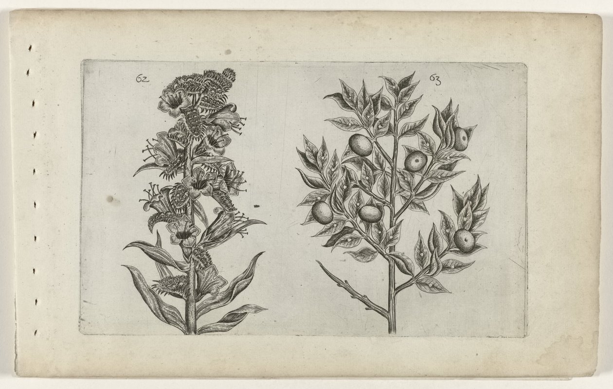 Kromhals en muisdoorn Tunne liljat (sarjan nimi) tekijältä Crispijn van de Passe (I) (attributed to)