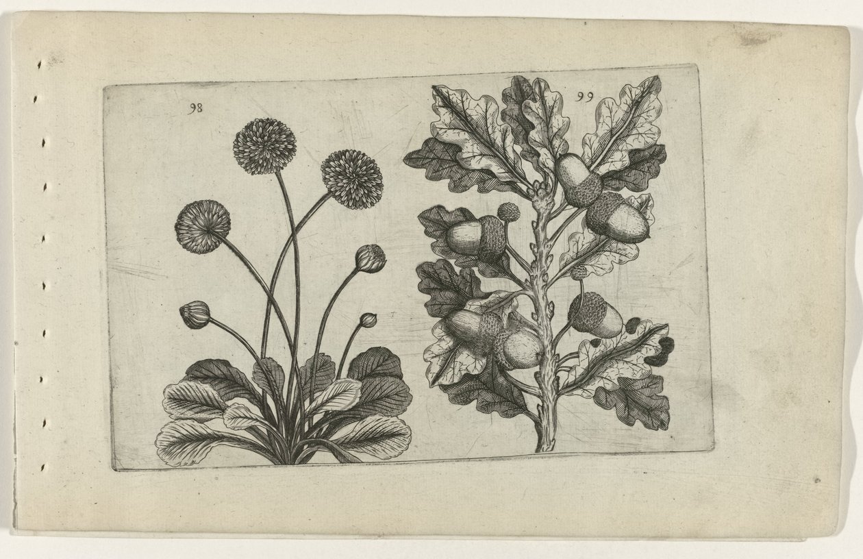 Daisy ja sorkkatammi Cognoscite lilia (sarjan nimi) tekijältä Crispijn van de Passe (I) (attributed to)