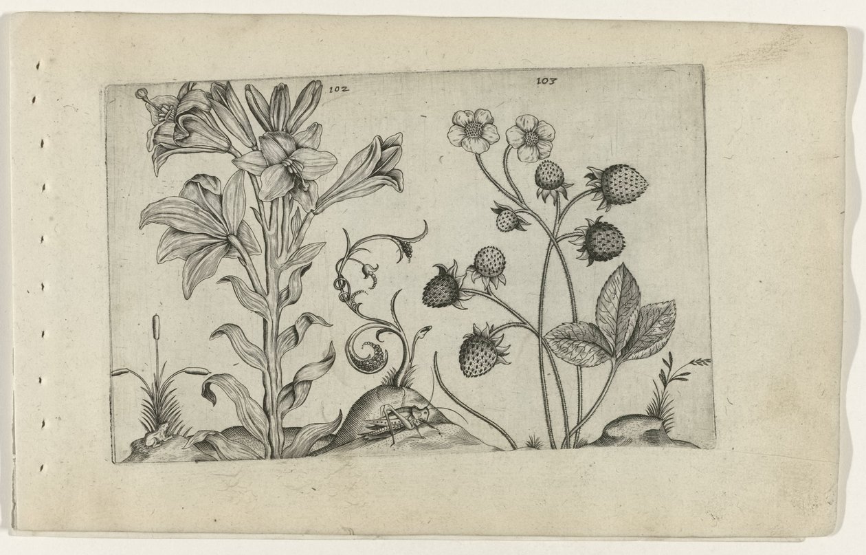 Madonnalelie en aardbei Tunne liljat (sarjan nimi) tekijältä Crispijn van de Passe (I) (attributed to)