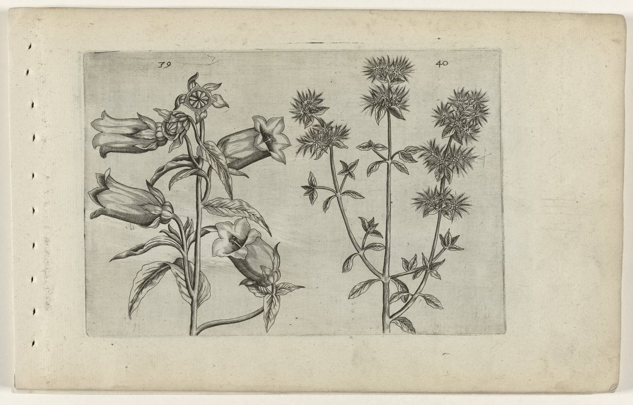 Mariette kello ja meirami Cognoscite lilia (sarjan nimi) tekijältä Crispijn van de Passe (I) (attributed to)