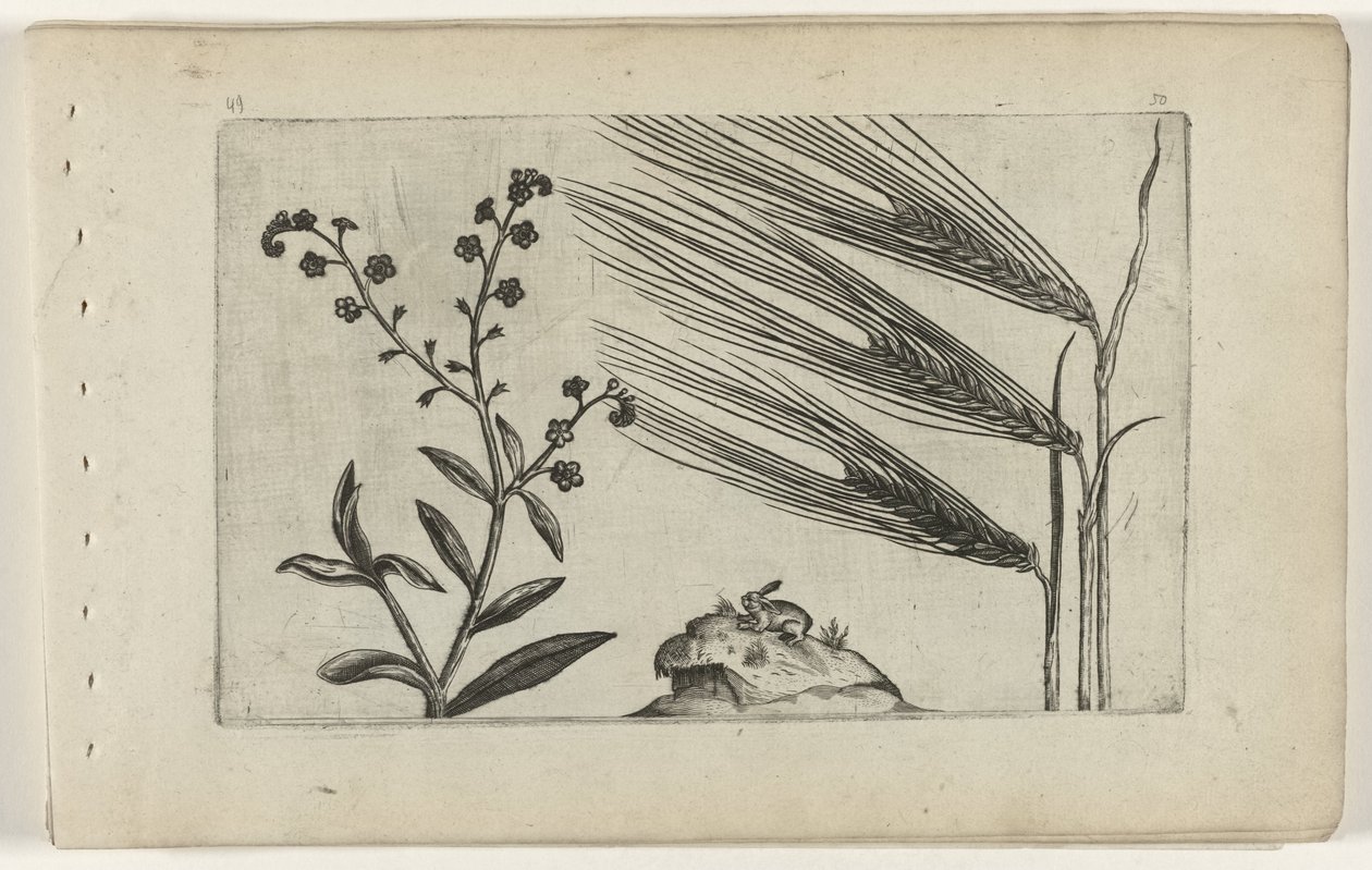 Suo unohda ja ohra Cognoscite lilia (sarjan nimi) tekijältä Crispijn van de Passe (I) (attributed to)