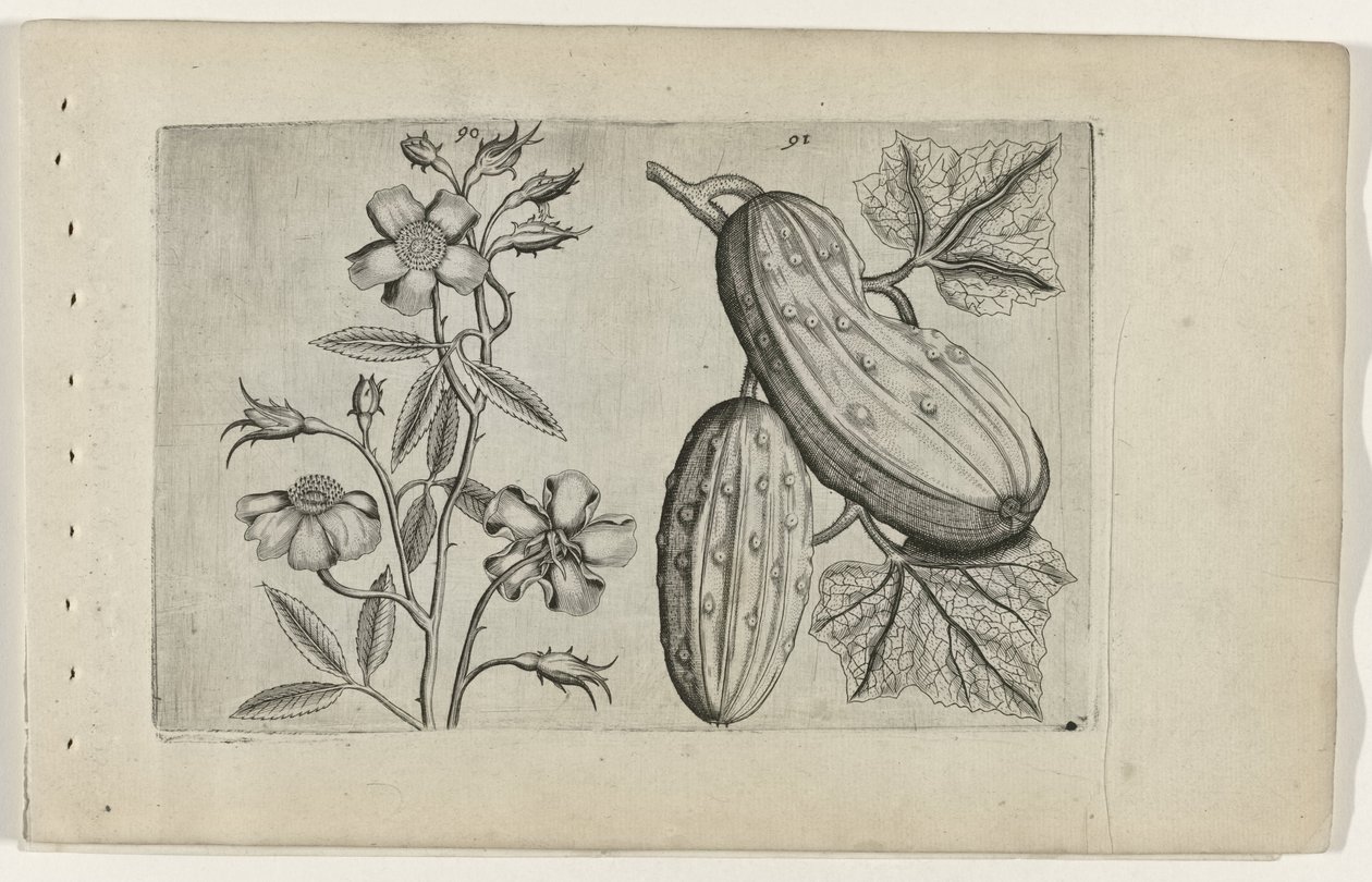 Muskusroos en kommer Tunne liljat (sarjan nimi) tekijältä Crispijn van de Passe (I) (attributed to)
