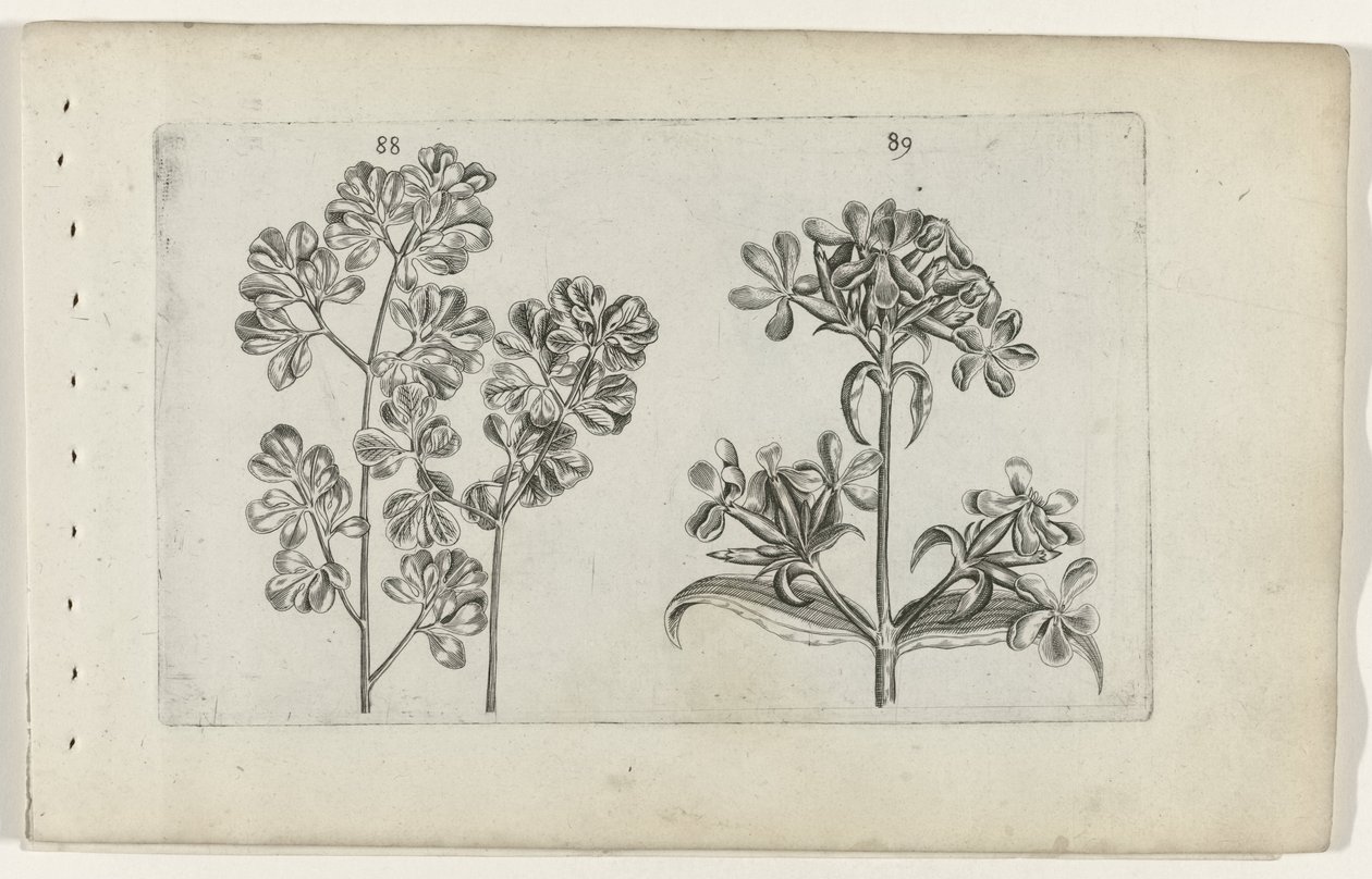 Seinäsaniainen ja saippuajuuri Cognoscite lilia (sarjan nimi) tekijältä Crispijn van de Passe (I) (attributed to)