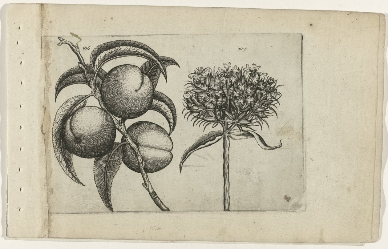 Persikka ja palava rakkaus Cognoscite lilia (sarjan nimi) tekijältä Crispijn van de Passe (I) (attributed to)