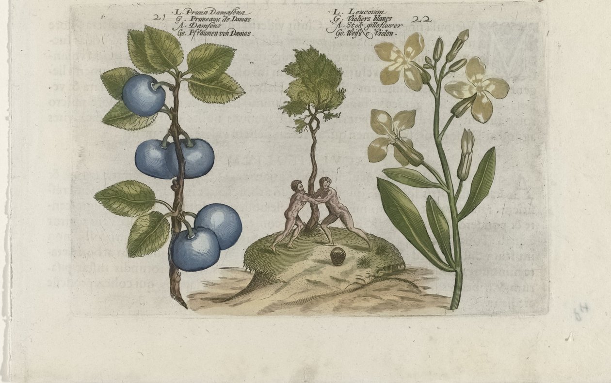 Pruim en muurbloem Pruna Damasena / Leucojum (otsikko esineessä) Tunne liljat (sarjan nimi) tekijältä Crispijn van de Passe (I) (attributed to)