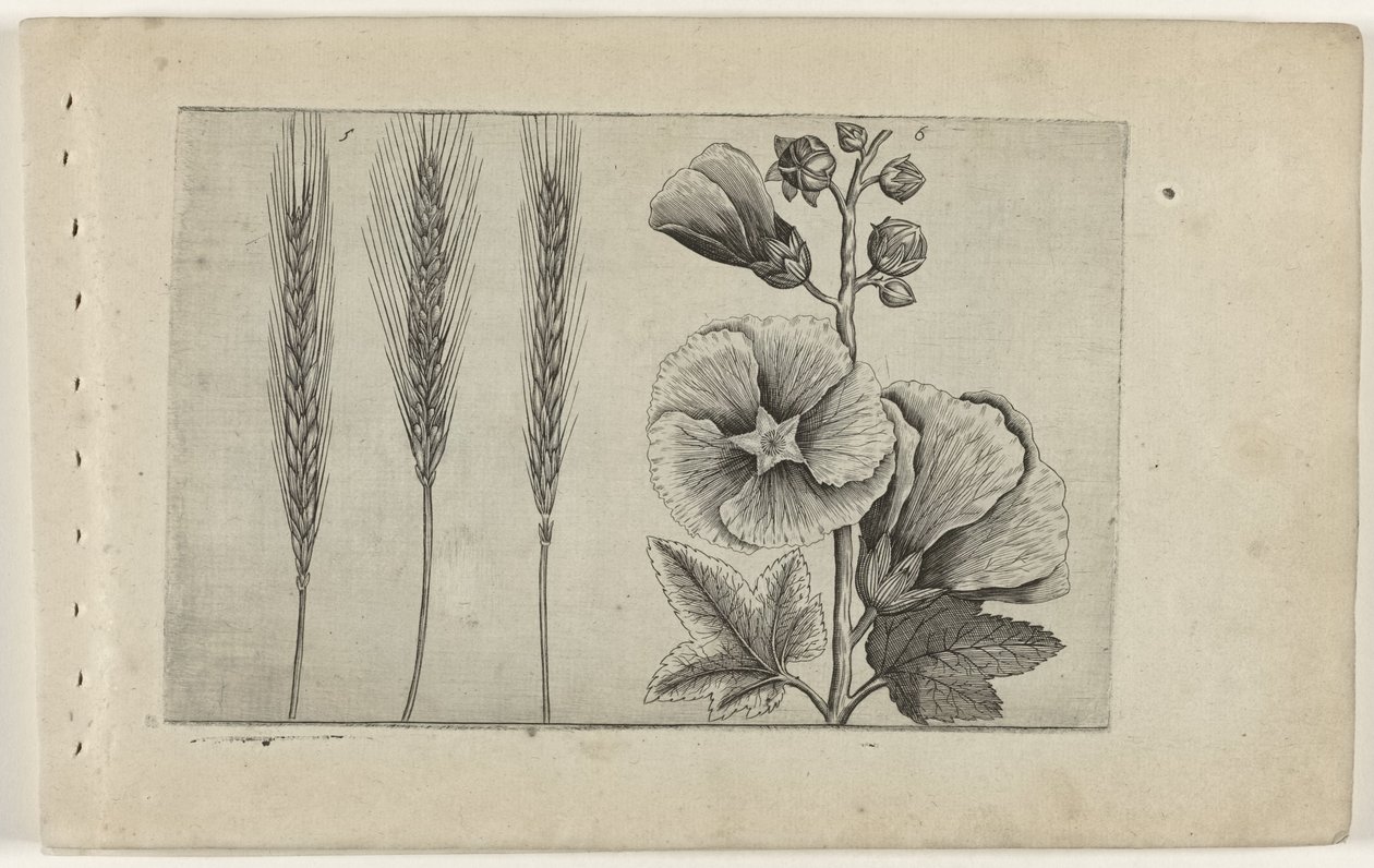 Rogge en stokroos Tunne liljat (sarjan nimi) tekijältä Crispijn van de Passe (I) (attributed to)