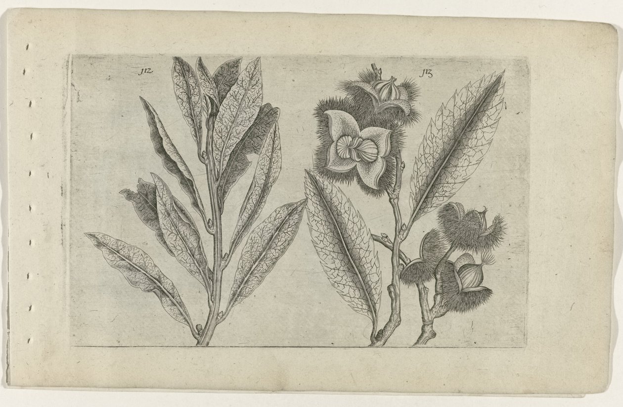 Salie en tamme kastanje Tunne liljat (sarjan nimi) tekijältä Crispijn van de Passe (I) (attributed to)