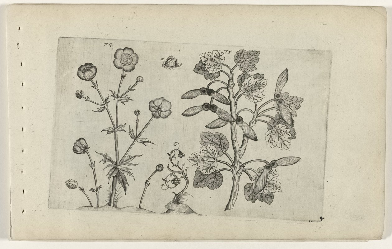 Terävä leinikki ja peltovaahtera Cognoscite lilia (sarjan nimi) tekijältä Crispijn van de Passe (I) (attributed to)
