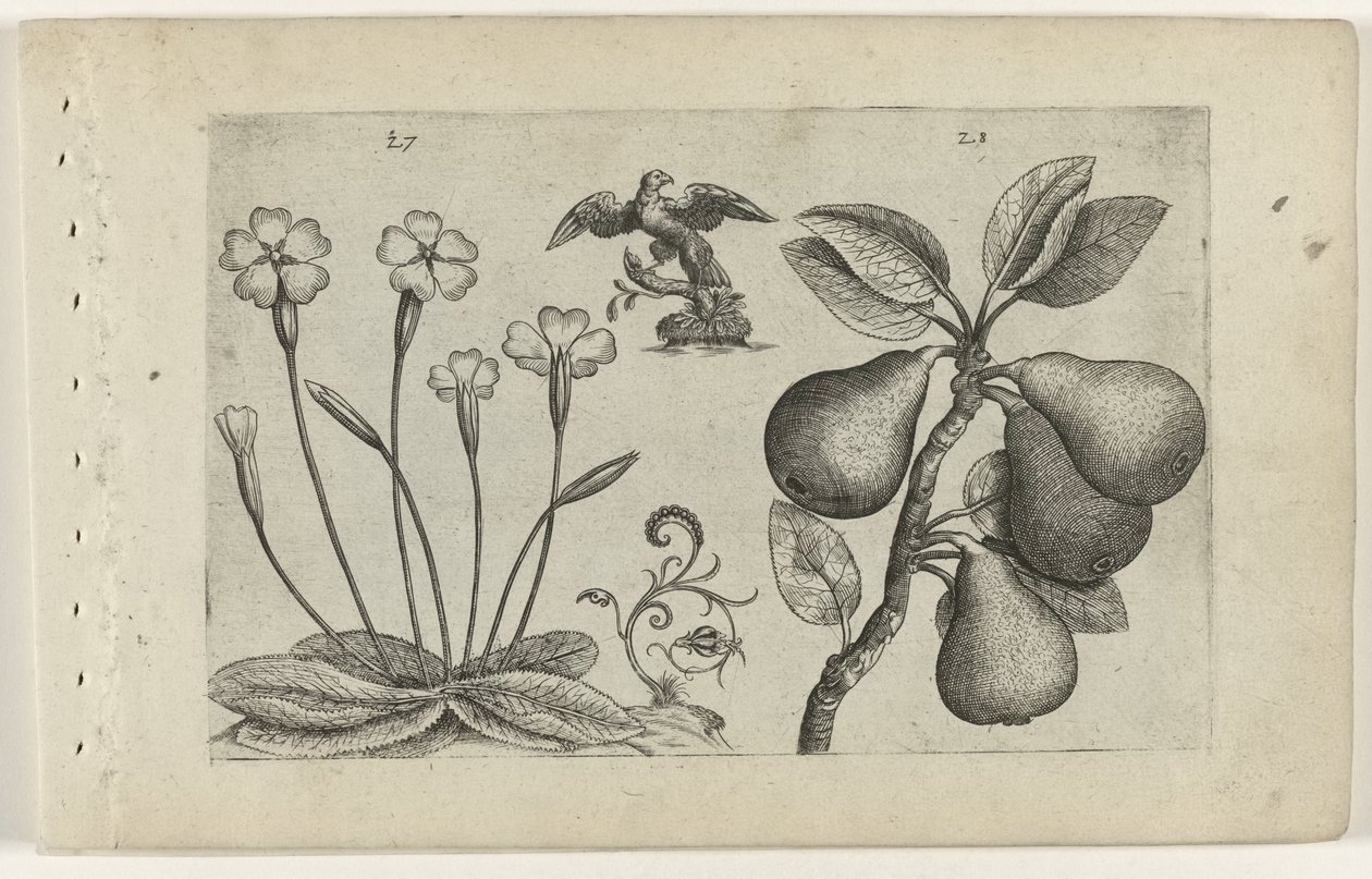Sleutelbloem en peer Tunne liljat (sarjan nimi) tekijältä Crispijn van de Passe (I) (attributed to)