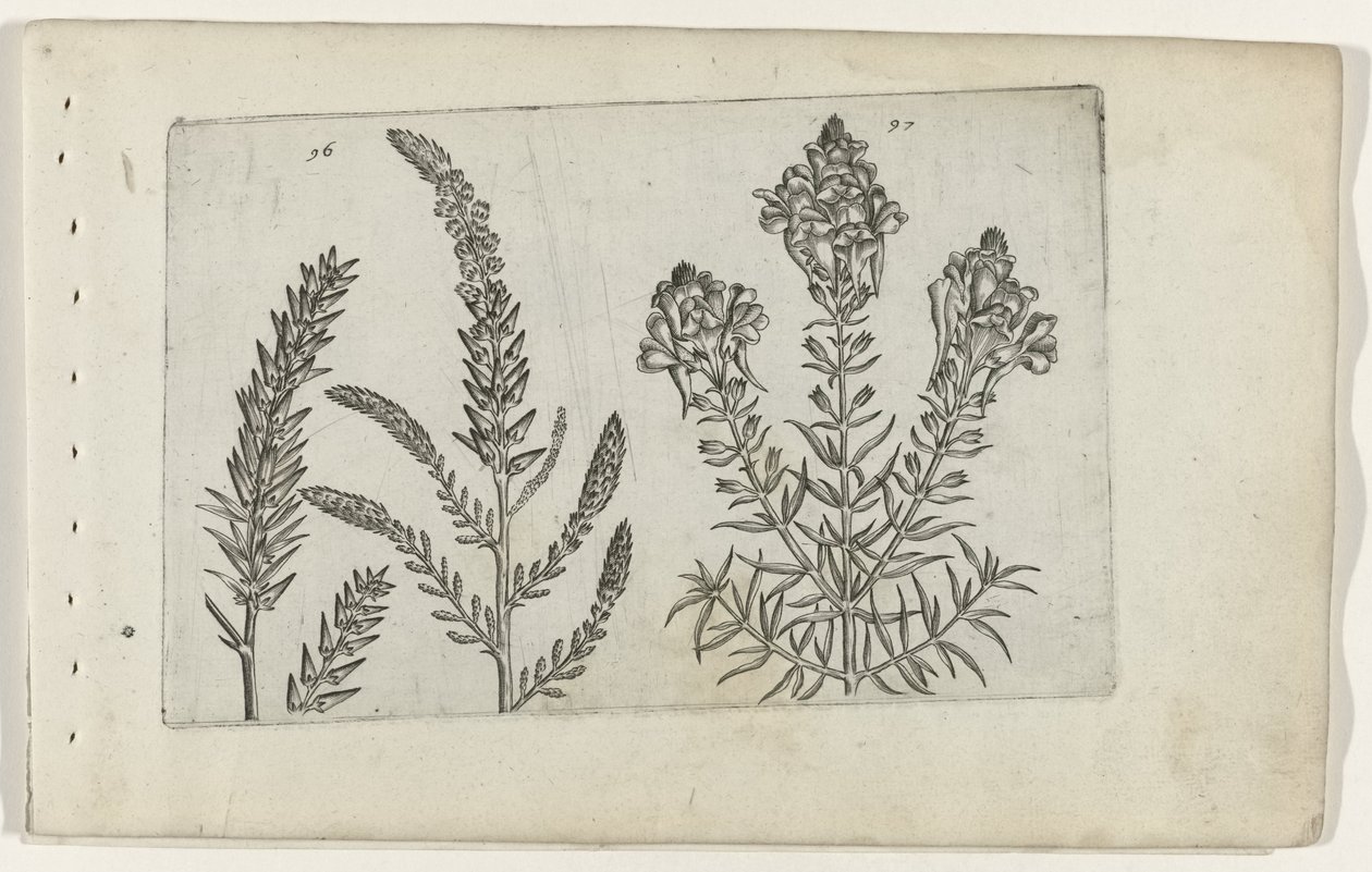 Tamarisk en vlasbekje Tunne liljat (sarjan nimi) tekijältä Crispijn van de Passe (I) (attributed to)