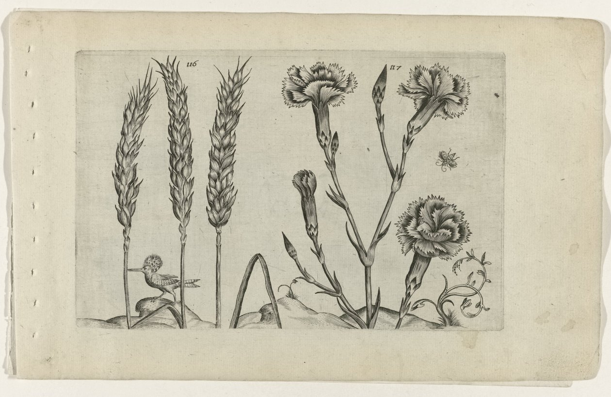 Tarwe en tuinanjer Tunne liljat (sarjan nimi) tekijältä Crispijn van de Passe (I) (attributed to)