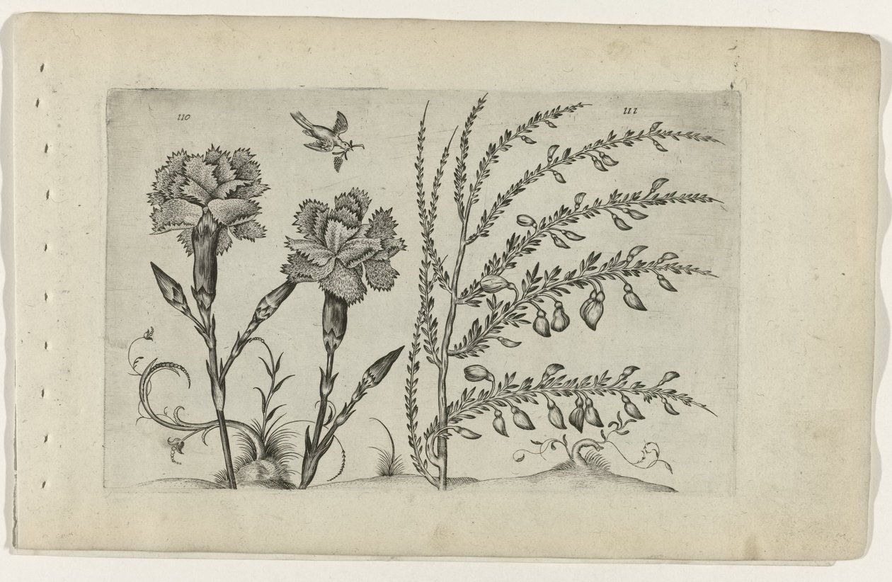 Tuinanjer en brem Tunne liljat (sarjan nimi) tekijältä Crispijn van de Passe (I) (attributed to)