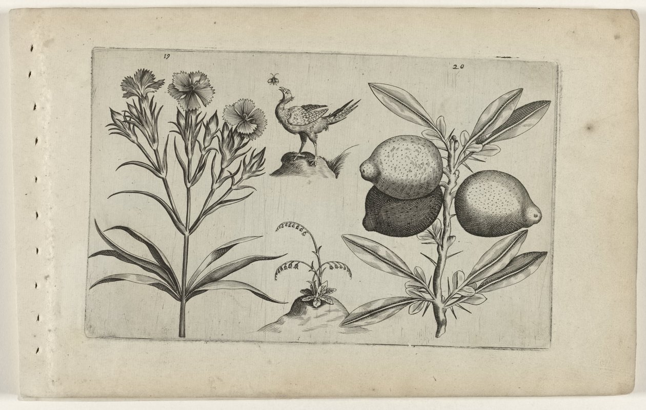 Tuinanjer en citroen Tunne liljat (sarjan nimi) tekijältä Crispijn van de Passe (I) (attributed to)