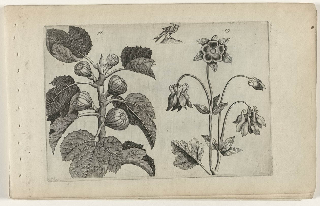 Viikunapuu ja villi columbine Cognoscite lilia (sarjan nimi) tekijältä Crispijn van de Passe (I) (attributed to)