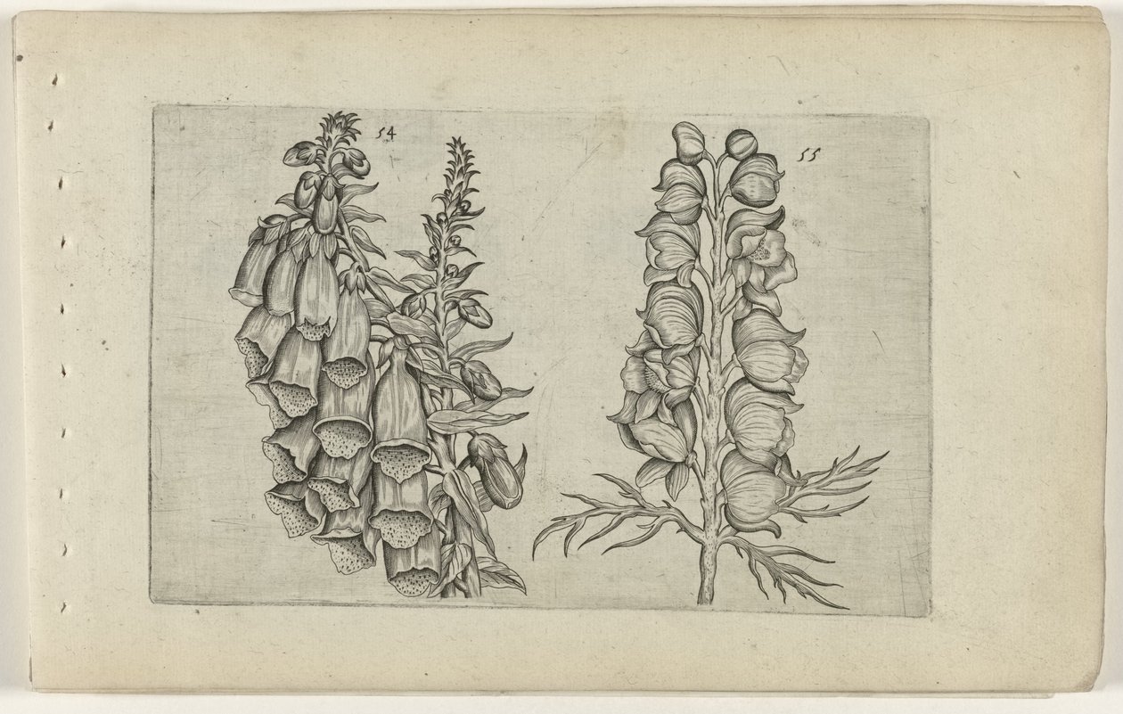 Foxglove ja Blue Monkshood Cognoscite lilia (sarjan nimi) tekijältä Crispijn van de Passe (I) (attributed to)