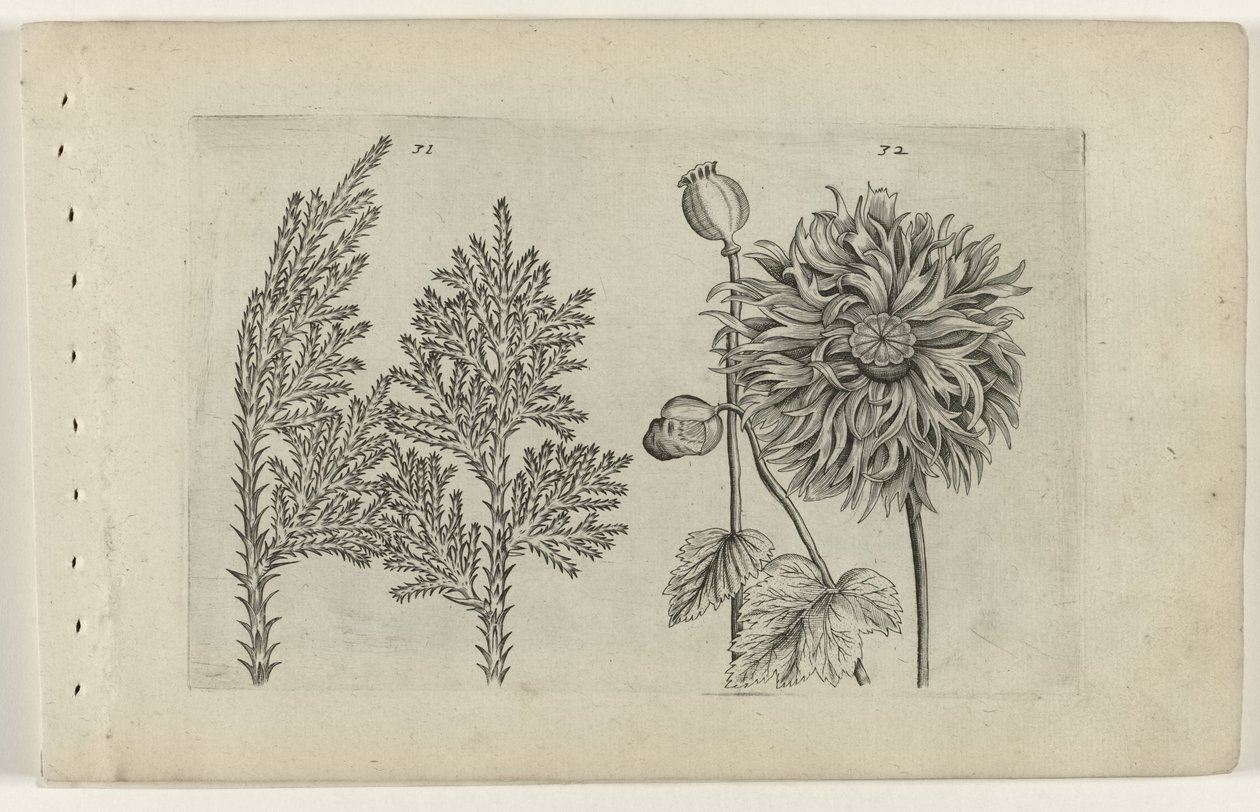 Seitsemänpuu ja nukkuva maapallo Cognoscite lilia (sarjan nimi) tekijältä Crispijn van de Passe (I) (attributed to)