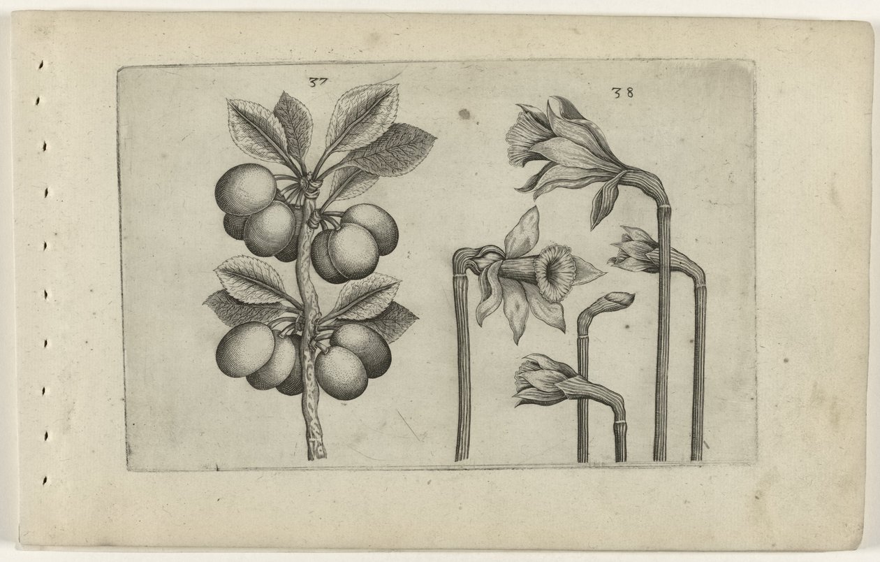 Zure kers en wilde narcissus Tunne liljat (sarjan nimi) tekijältä Crispijn van de Passe (I) (attributed to)