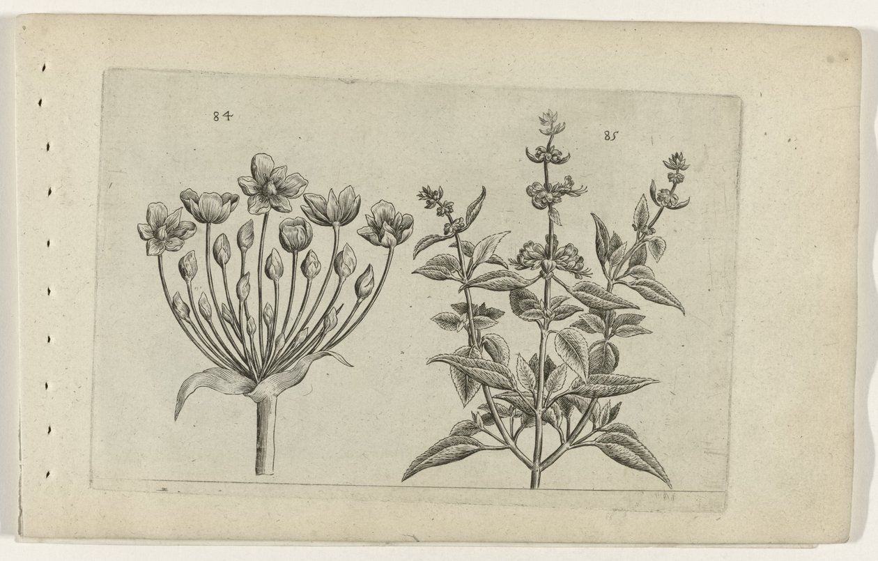 Joutsenkukka ja pienikukkainen salvia Cognoscite lilia (sarjan nimi) tekijältä Crispijn van de Passe (I) (attributed to)