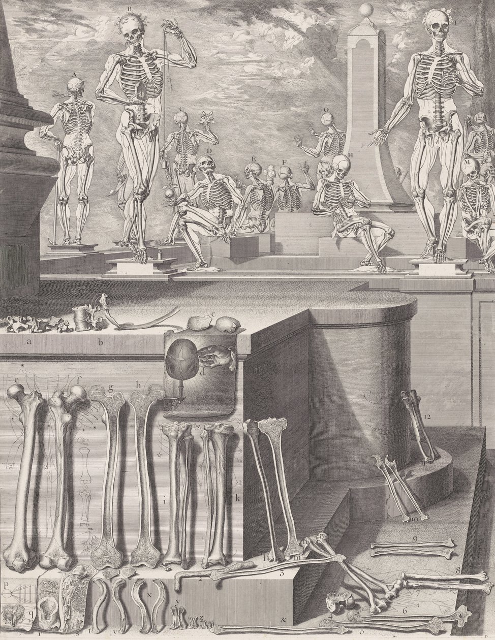 Lauta "Atlas Anatomico" -julkaisulle julkaisematon, Levy n. 1680-9..., levy n. 1680-94, painettu 1740. tekijältä Crisóstomo Martínez