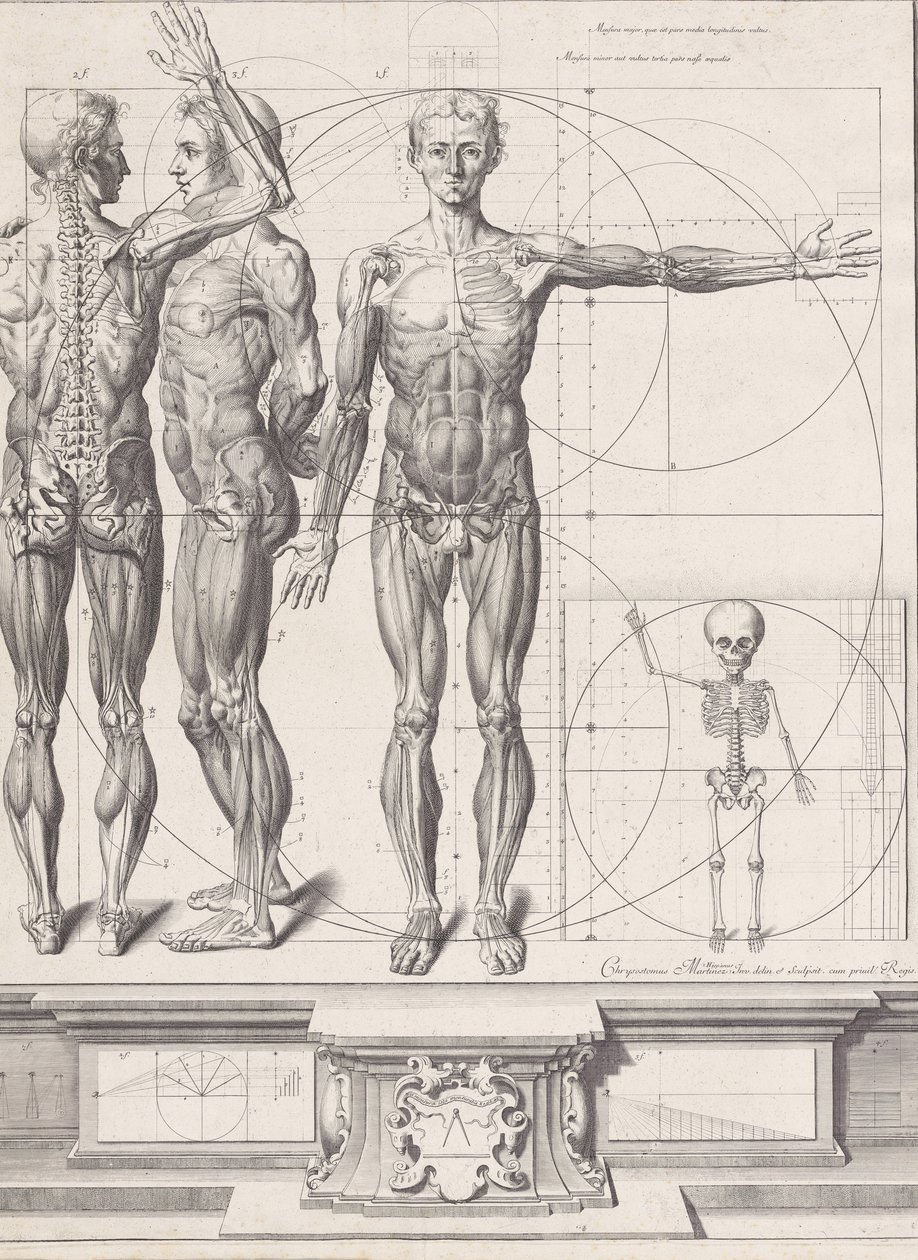 Lauta "Atlas Anatomico" -julkaisulle julkaisematon, levy n. 1680-9..., levy n. 1680-94, painettu 1740. tekijältä Crisóstomo Martínez