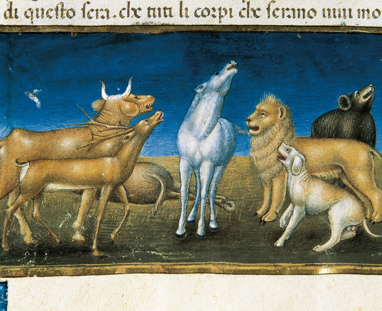 "Tähdet putoavat taivaalta eläinten silmien edessä" (miniatyyri) Cristoforo De Predisin (1440-1486) miniatyyri tekijältä Cristoforo De Predis
