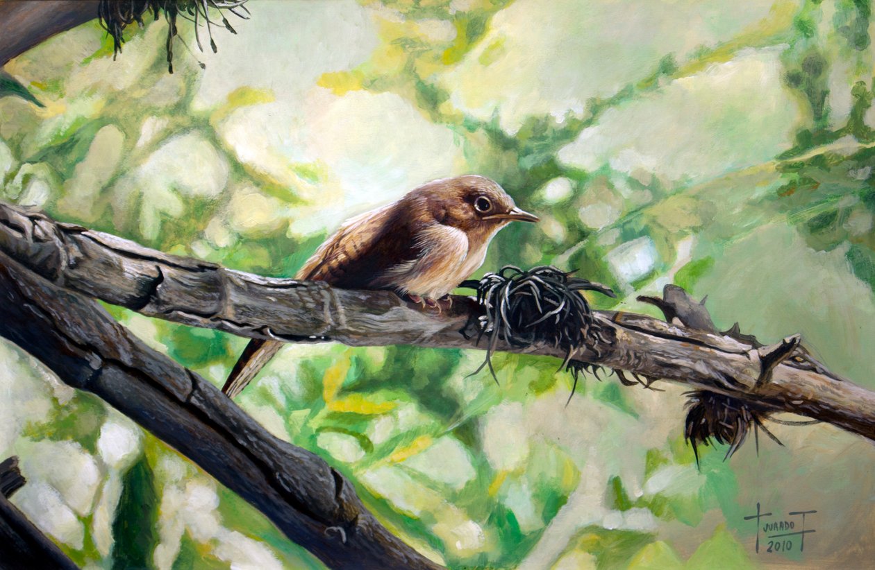 House Wren, Harmonious Singing, 2010 (akryyli paperille) tekijältä Cruz Jurado Traverso