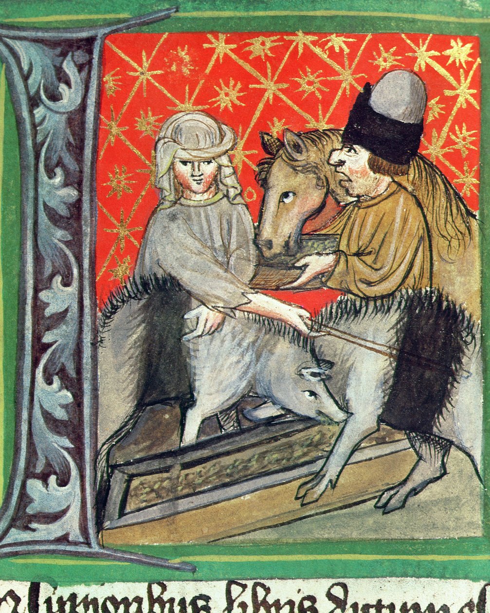 Jalostussikoja ja hevosia, Pietro de Crescenzin (1230-1321) Opus Rural Commodorumista tekijältä Czech School