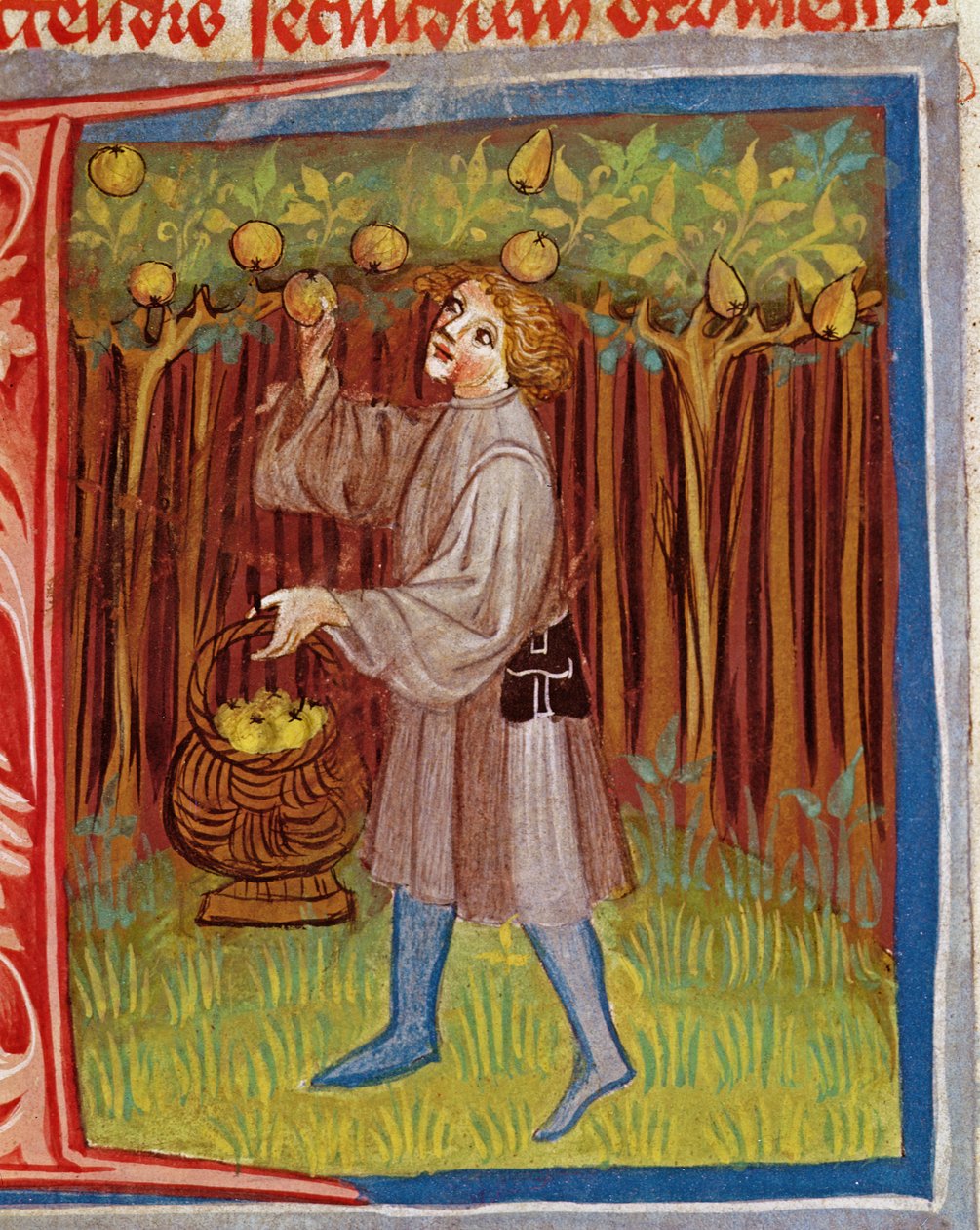 Hedelmien poimiminen Pietro Crescenzin (1230-1321) teoksesta The Work of Rural Commodore tekijältä Czech School