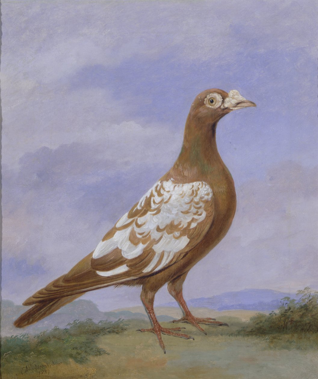 Red Pied Carrier Pigeon tekijältä D. the Younger Wolstenholme