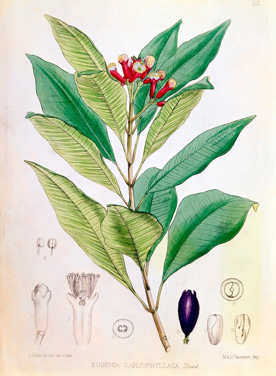 Syzygium aromaticum Eugenia carophyllata -lajin neilikka, kukannupu tekijältä D Blair
