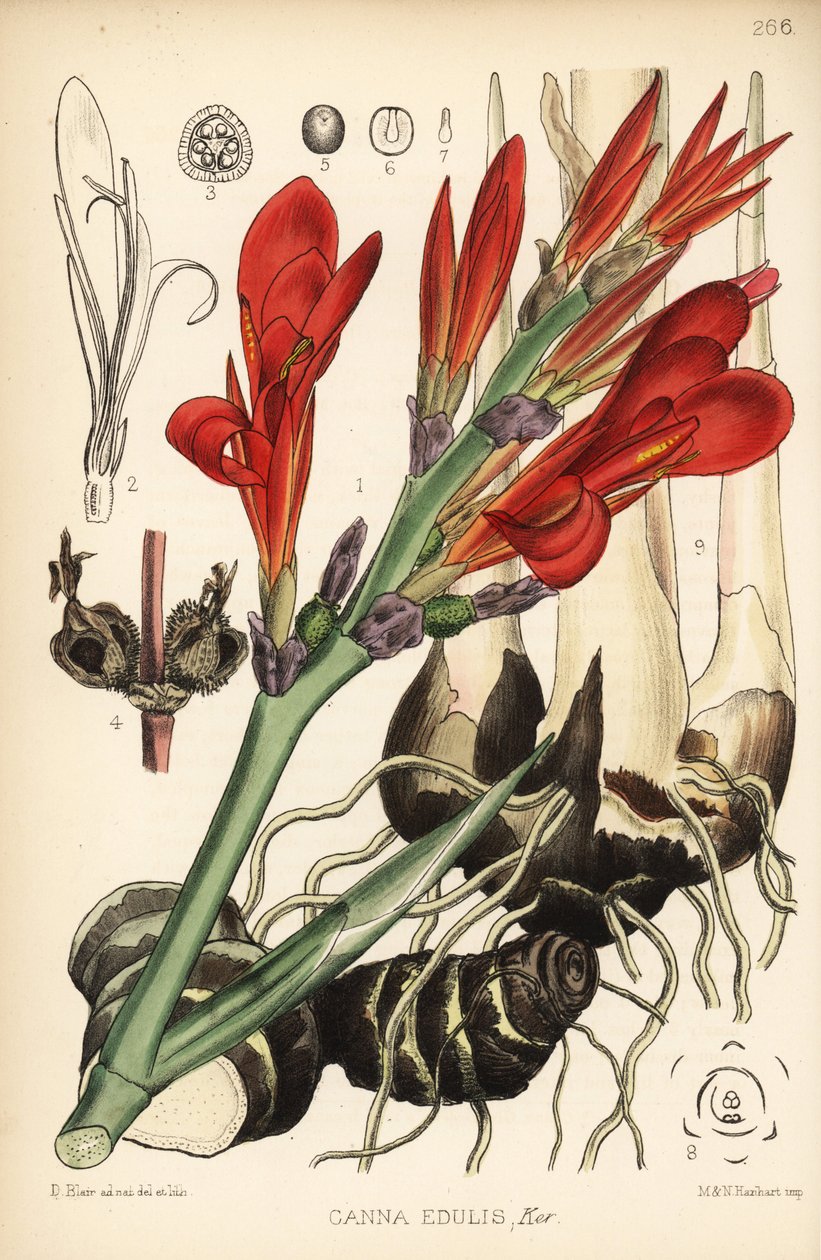 Intialainen shotti, achira tai meeru, Canna indica (Canna edulis). Hanhartin käsinvärinen litografia David Blairin kasvitieteellisen kuvituksen jälkeen Robert Bentleyn ja Henry Trimenin lääkekasveista Lontoossa tekijältä D. Blair