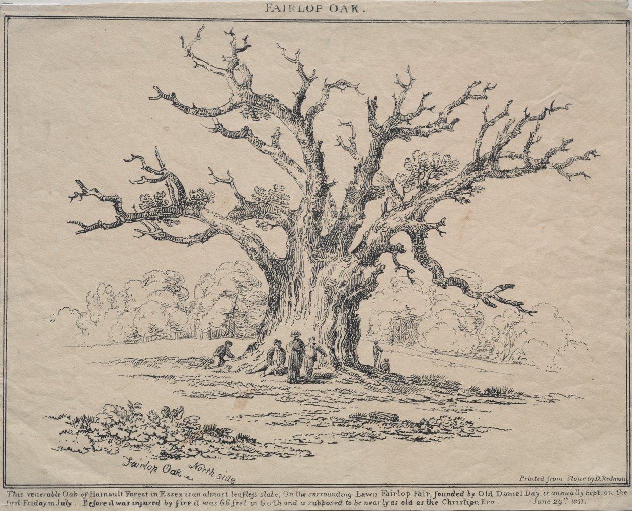 Fairlop Oak, 1811. tekijältä D. H. Redman