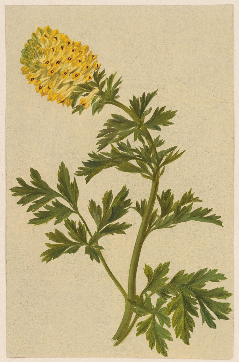 Oksu, jossa on Corydalis-kukka tekijältä D. van Alphen