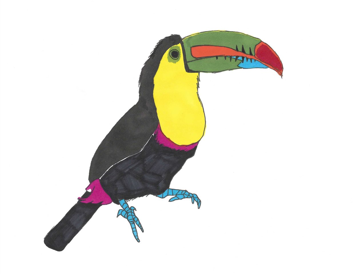 Toucan, 2024 (kynä paperille photoshopilla) tekijältä Daisy de Villeneuve