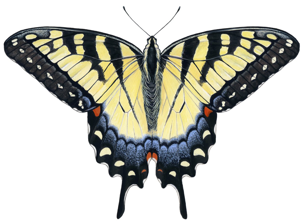 Tiger Swallowtail perhonen (guassi) tekijältä Damstra Emily