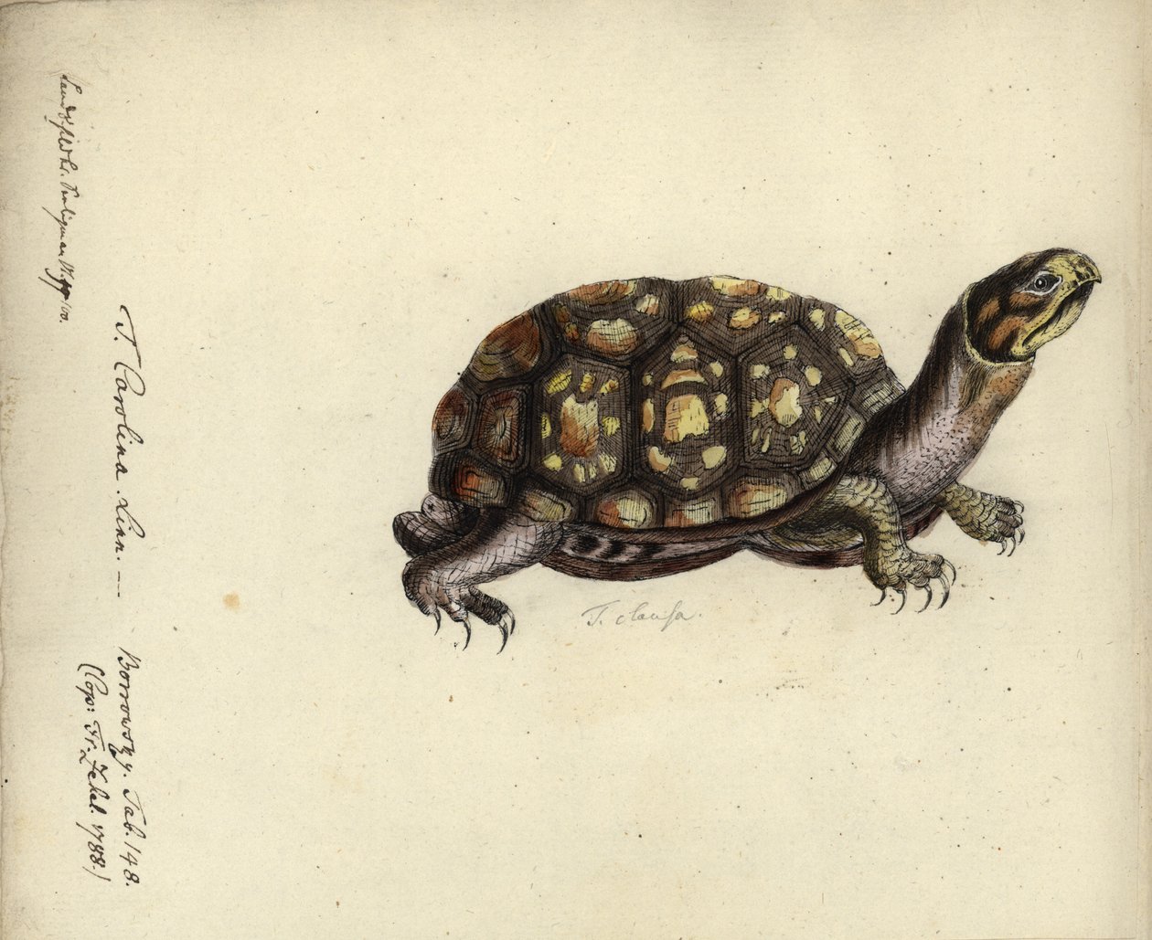Terrapene carolina, Friedrich Zehelein, kaiverrus teoksesta "Gemeinnuetzige Naturgeschichte des Therreichs", Georg Heinrich Borowski, Berliini, Stralsund: Lange, 1788 (wc ja muste paperille) tekijältä Daniel Friedrich Sotzmann