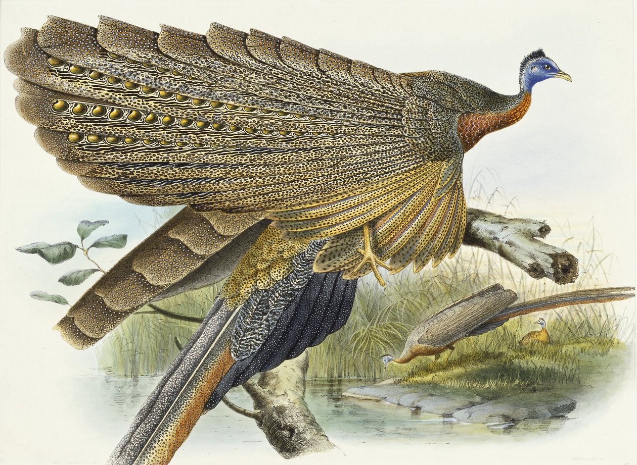 Phadianidae. Argusianus Grayli, 1870-1872 tekijältä Daniel Giraud Elliot