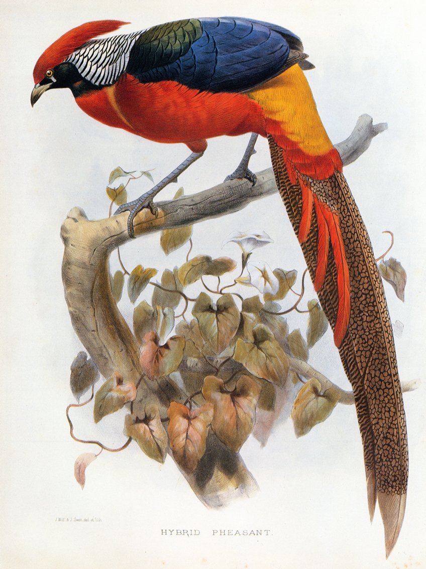 Hybridifasaani Chrysolophus pictus Chrysolophus amherstiae tekijältä Daniel Giraud Elliot